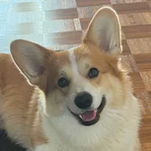 Ace, vores corgi
