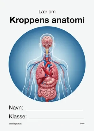 Kroppens anatomi – undervisningsforløb til natur/teknologi