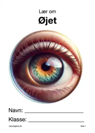 Illustration til undervisningsforløbet om Øjet