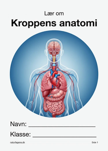 Illustration til undervisningsforløbet om Kroppens anatomi